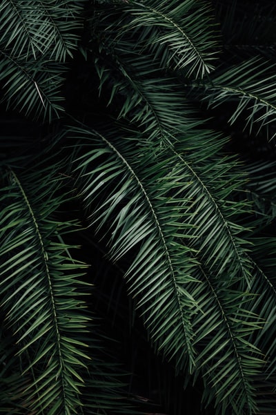 夜间绿色棕榈植物